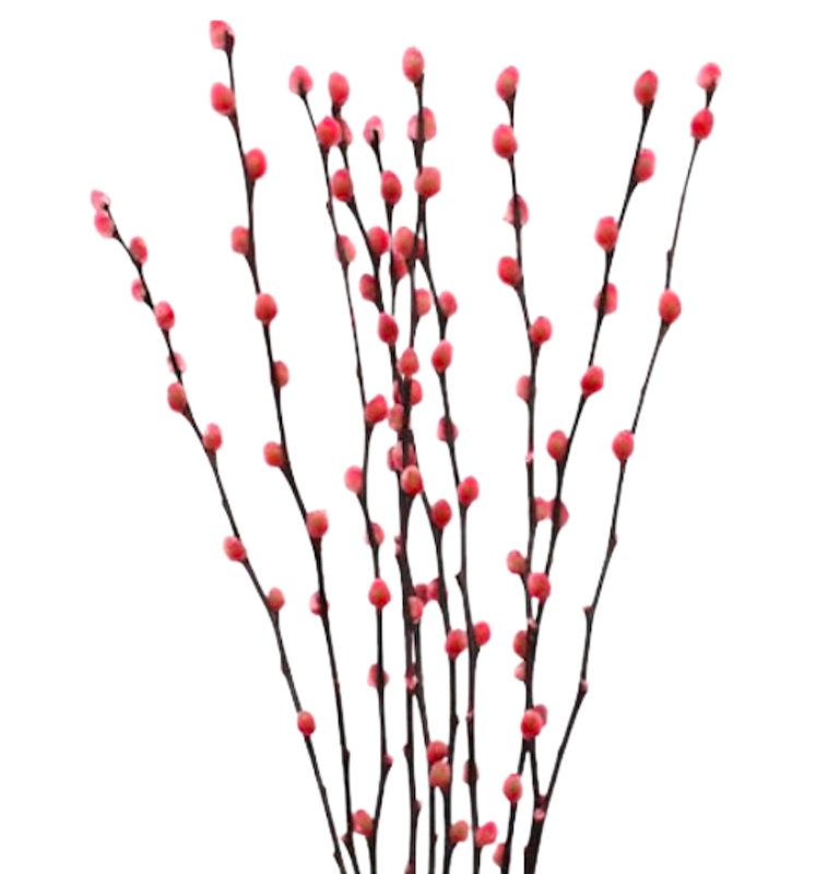 Dried Pussy Willow 2