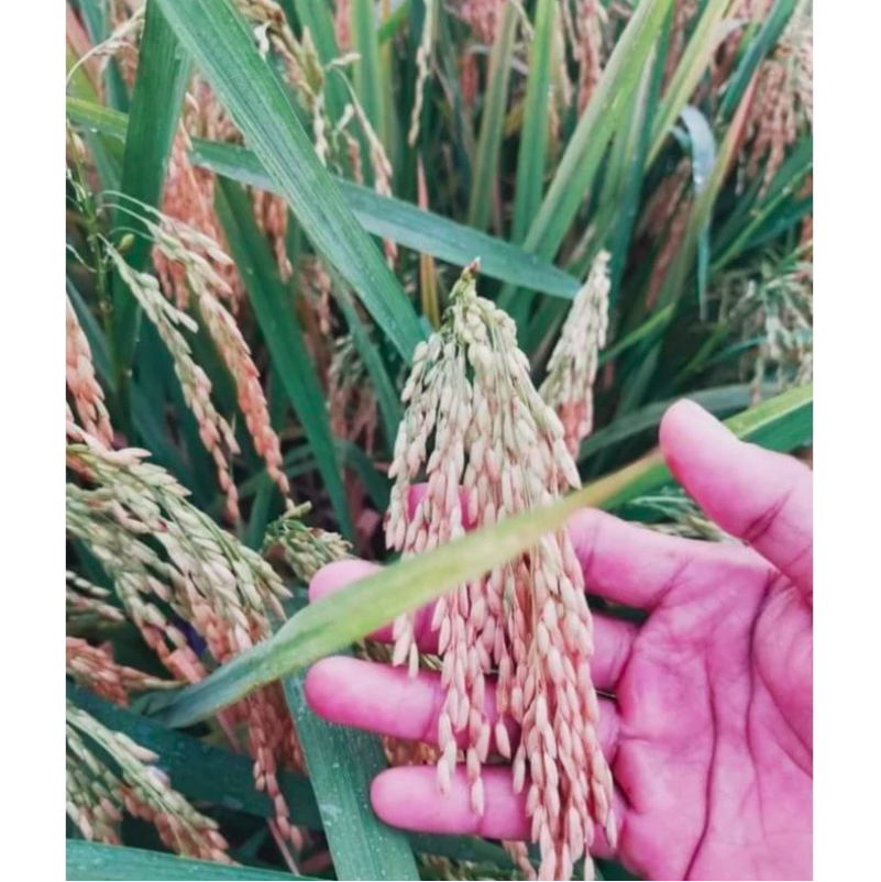  Tani Makmur Sejahtera 303 AGT 1 kg 303-AGT