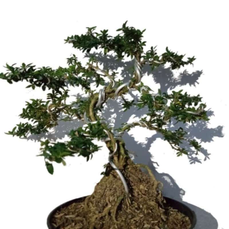 Bonsai Serissa / Sribubintang / seribu bintang / Serbin