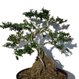 10 Rekomendasi Bonsai Terbaik 5