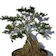 Bonsai Serissa / Sribubintang / seribu bintang / Serbin 1