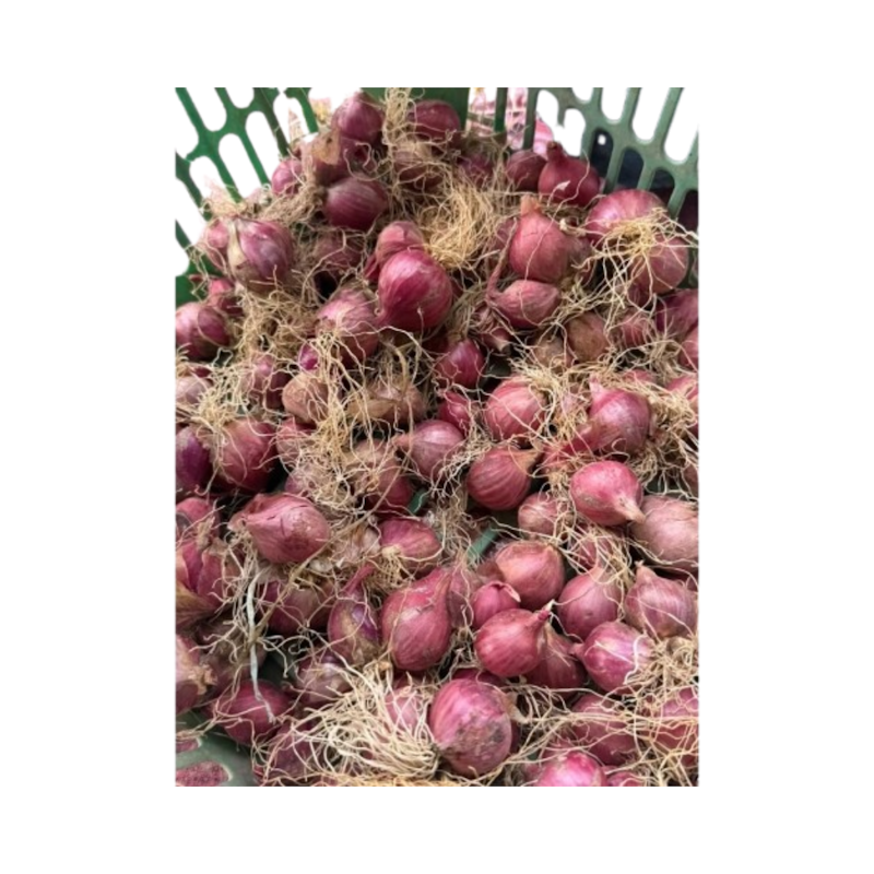 SS Sakato Bibit Bawang Merah Birma 1