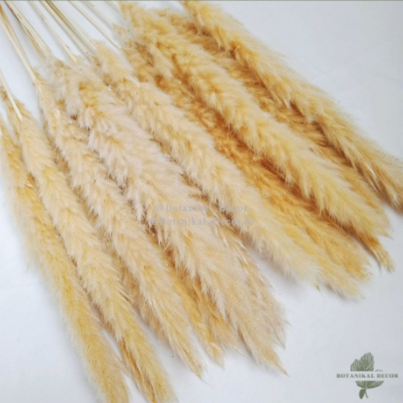 Dried Pampas Natural 3