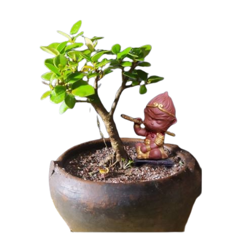  Bonsai Beringin Dolar Mikro