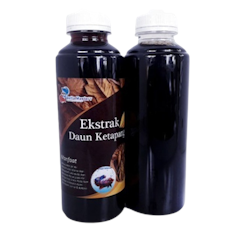 Ekstrak Daun Ketapang