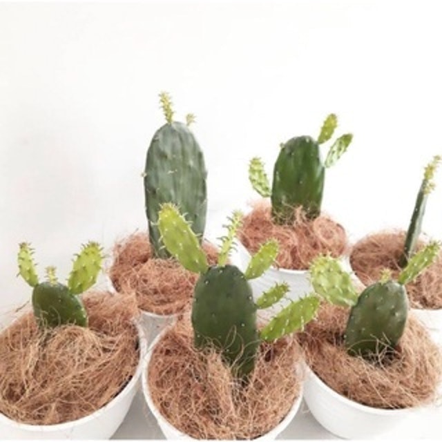 Kaktus Centong Ukuran Remaja