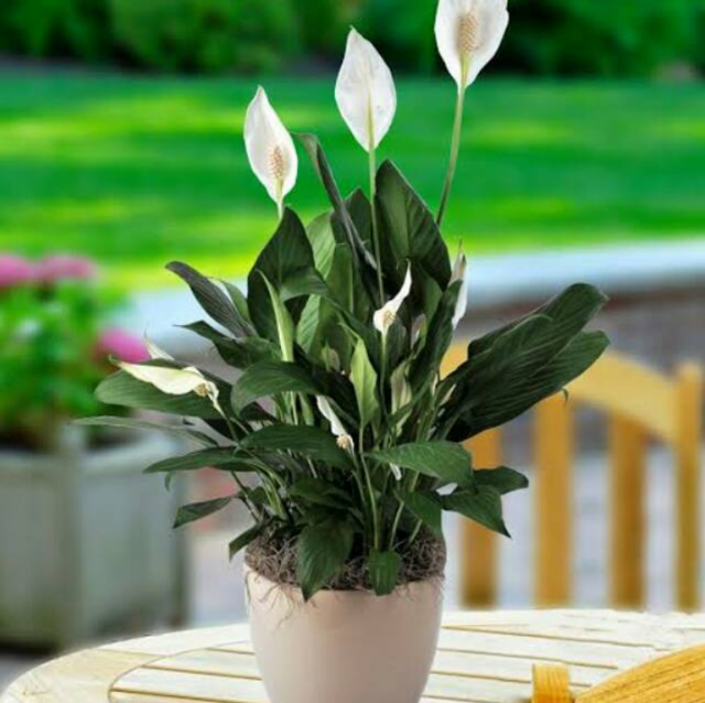 Peace Lily (Spathiphyllum) 3