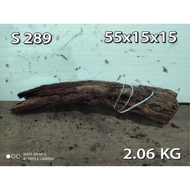  Kayu Santigi Gunung Jumbo