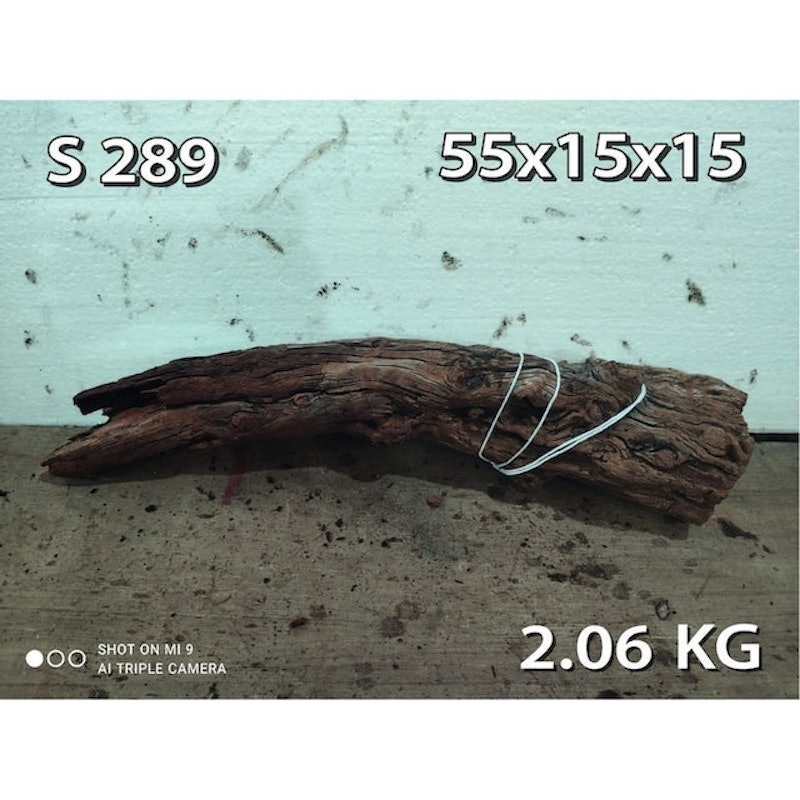 Kayu Santigi Gunung Jumbo 3