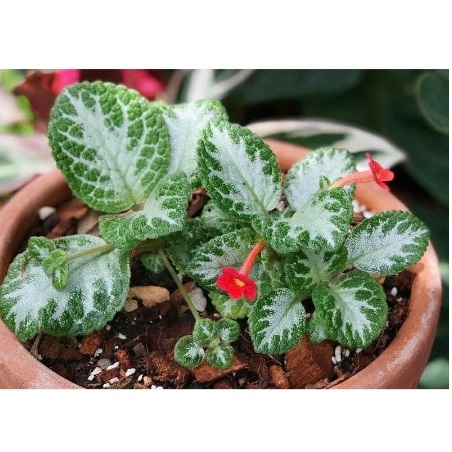 10 Rekomendasi Tanaman Hias Gantung Terbaik  [Ditinjau oleh Gardener] 3