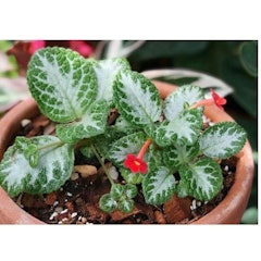 Tanaman Hias Episcia