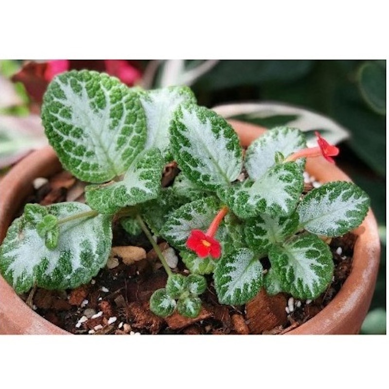 Tanaman Hias Episcia 1