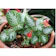 null Tanaman Hias Episcia 1
