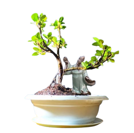  Bonsai Beringin Dolar Mikro
