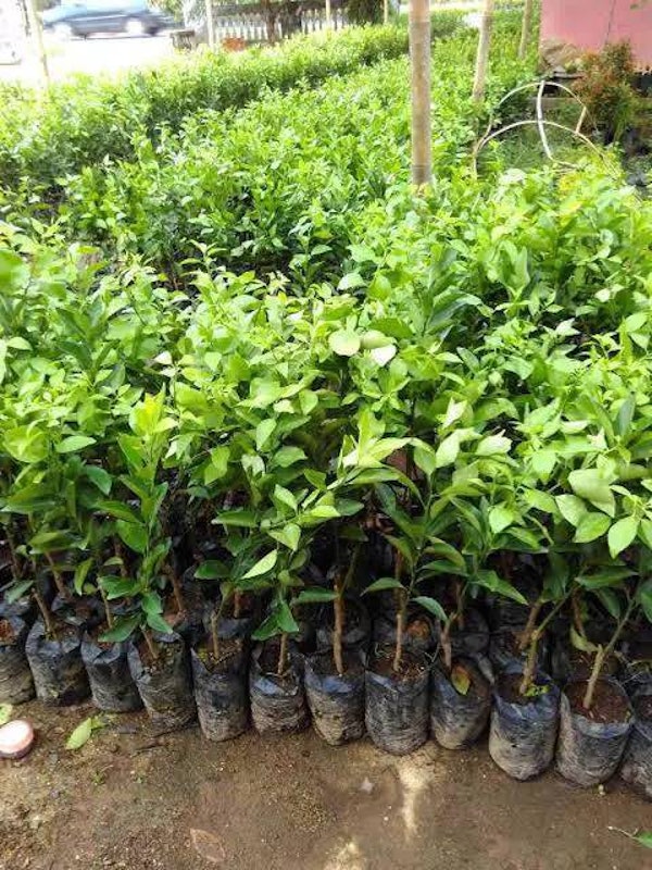 Bibit Jeruk Santang Madu Super