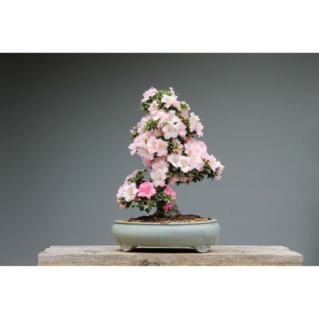 Bibit Bunga Adenium (kamboja Jepang)