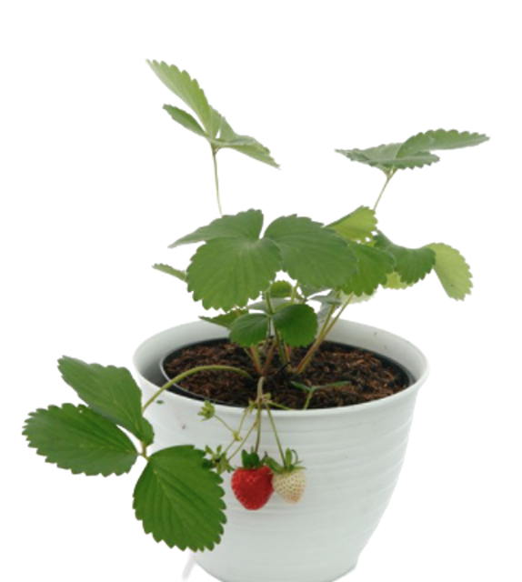 Bibit Strawberry California 