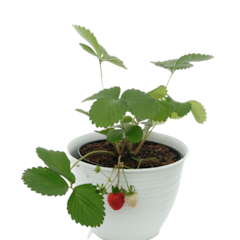 Bibit Strawberry California