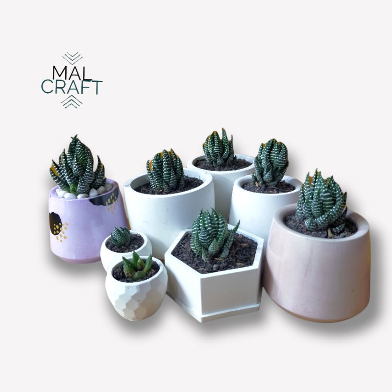  Succulent Haworthia attenuata / Tanaman zebra