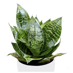 Sansevieria trifasciata 'Hahnii'