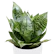 Sansevieria trifasciata 'Hahnii' 1