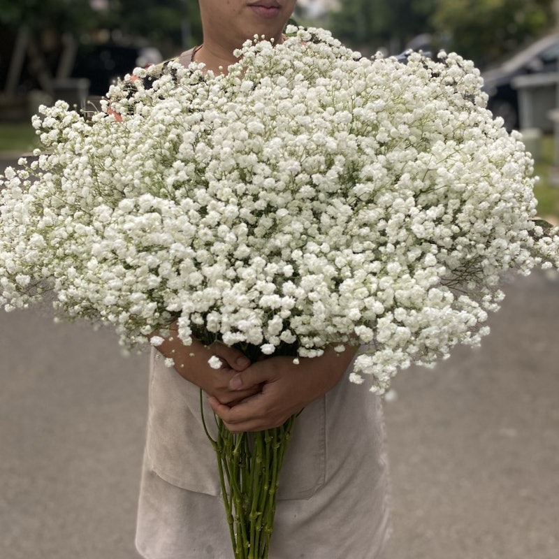 Fresh Natural Baby Breath 3