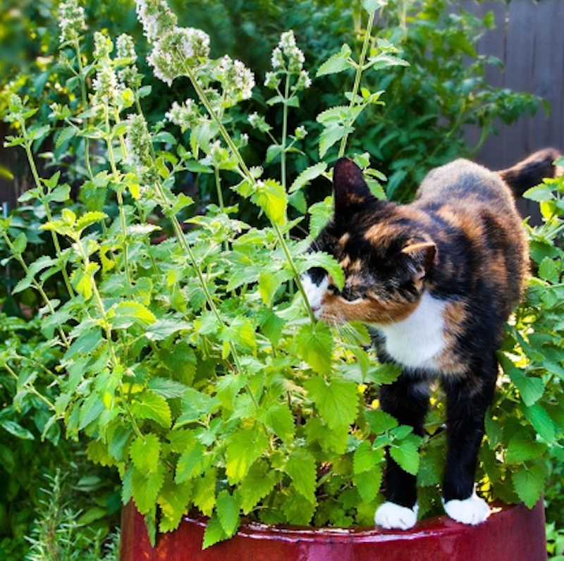 Tanaman Catnip 3