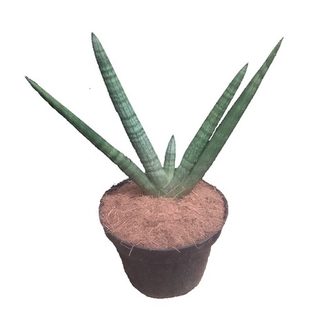 Sansevieria cylindrica 'Boncel' 1