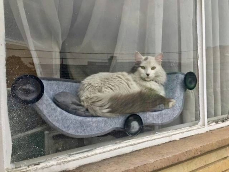 Cat Window Hammock 4