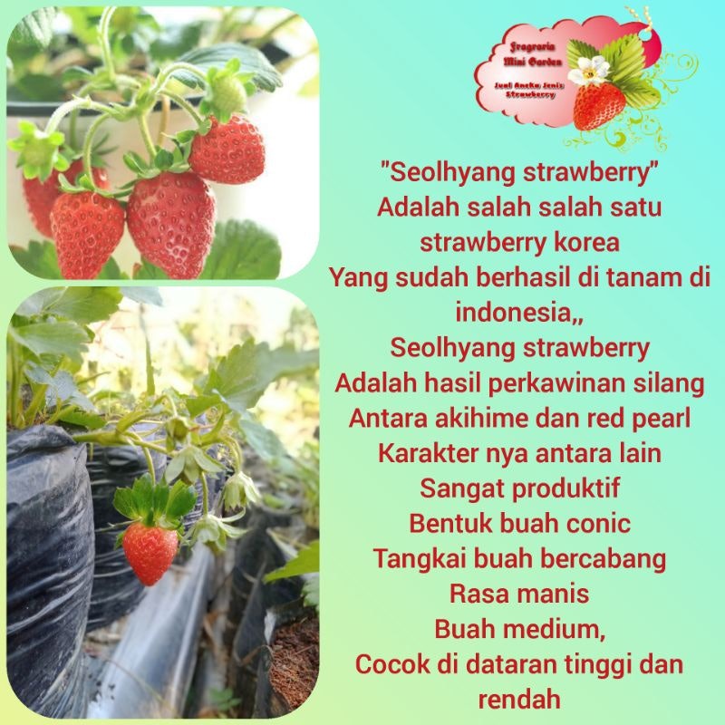 Bibit Strawberry Seolhyang 3