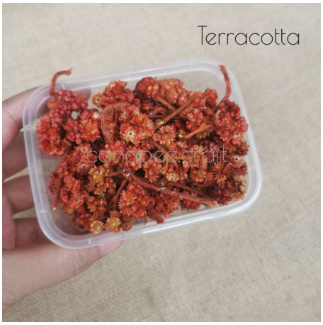 Mini Dried Flower 5