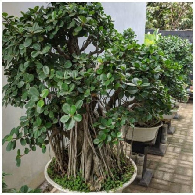 Bakalan Bonsai Beringin Dolar 