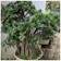 Bakalan Bonsai Beringin Dolar 1