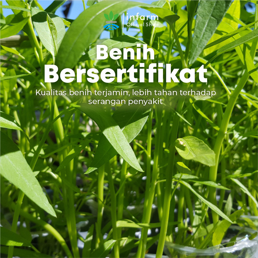 INFARM™ Benih Unggul Kangkung F1 5