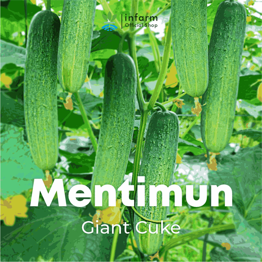 INFARM Benih Mentimum Mid Cuke 2