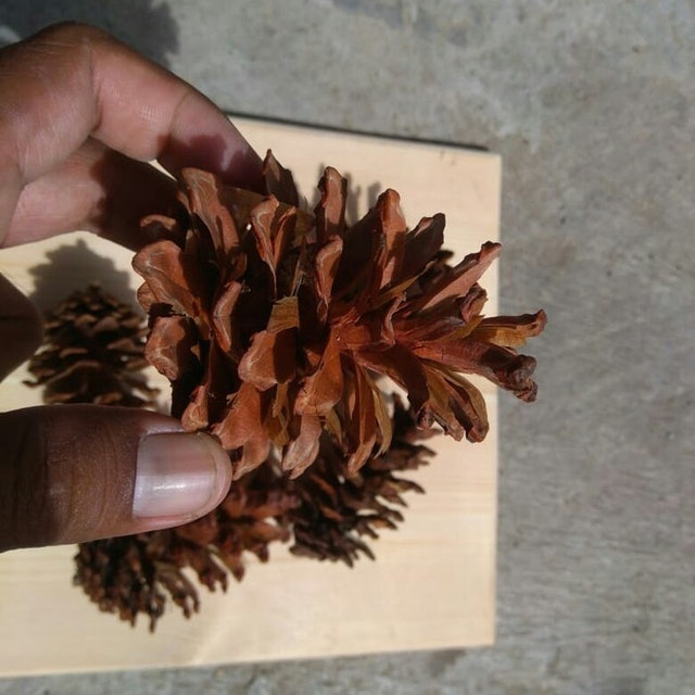  Mainan Kelinci Pine Cone