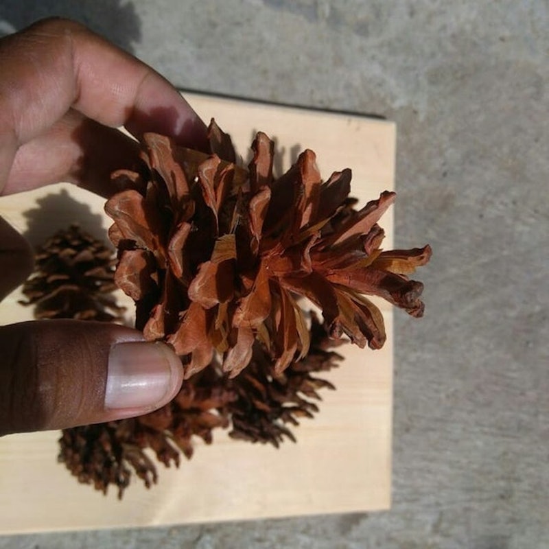 Mainan Kelinci Pine Cone 2
