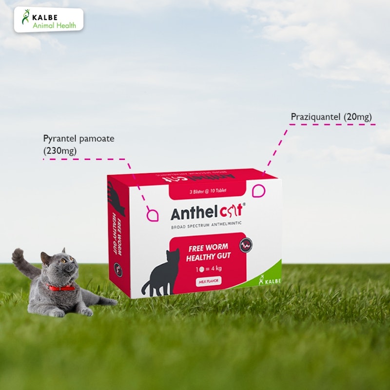 Anthel Cat 4