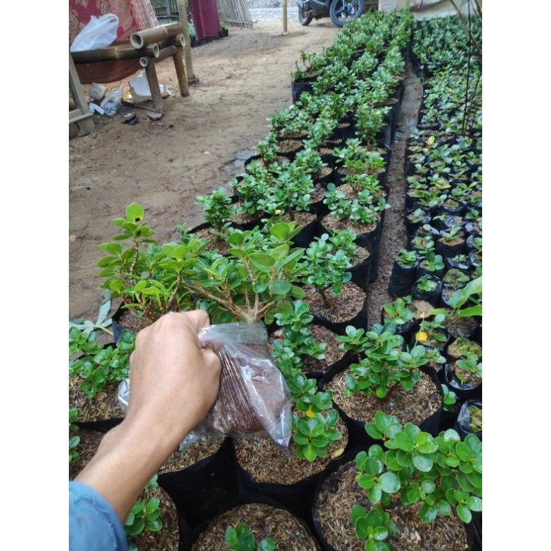  Bibit Bonsai Dolar Mikro Mangkok