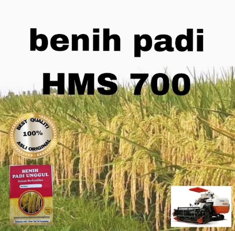 Benih Padi Unggul HMS 700 1 kg 2