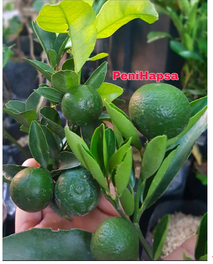 Bibit Jeruk Santang Madu Berbuah Tinggi 1 Meter 2