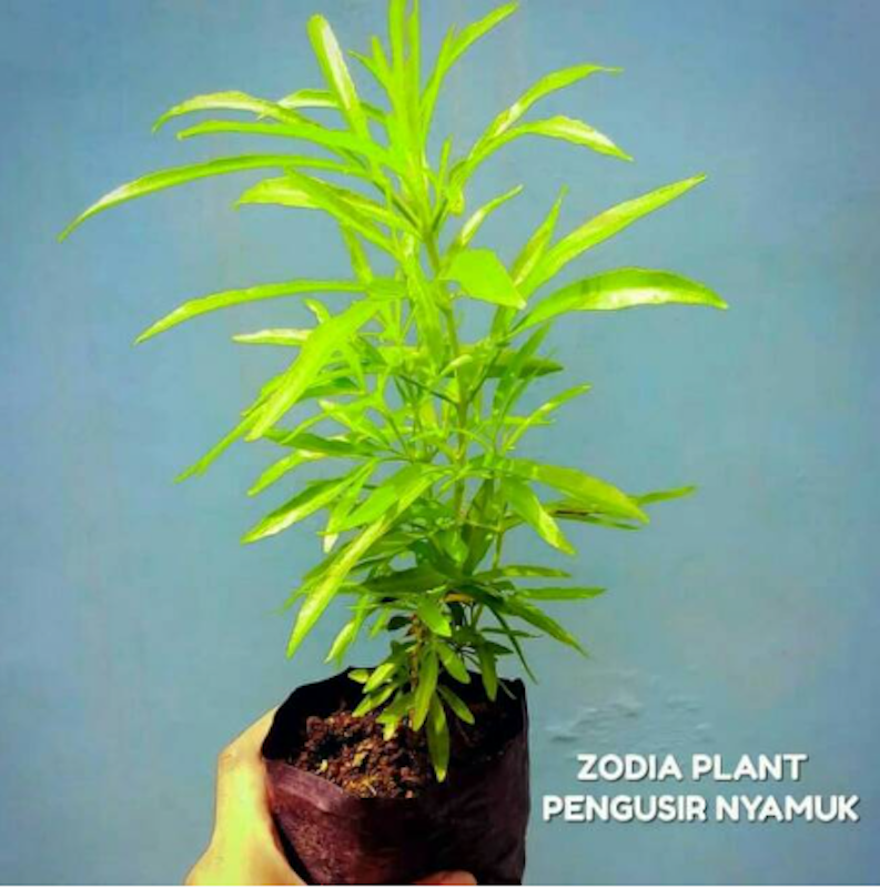Tanaman Zodia 2