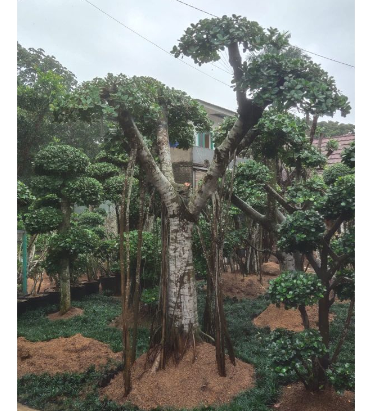  Bonsai Beringin Korea