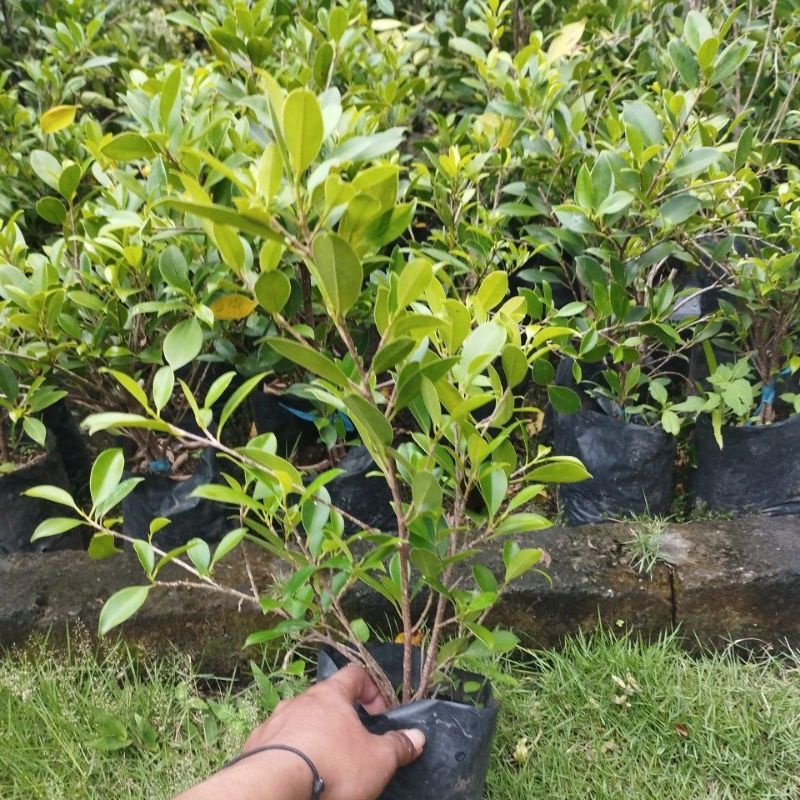 Bonsai Beringin Kimeng
