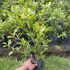 Bonsai Beringin Kimeng