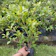 Bonsai Beringin Kimeng 1