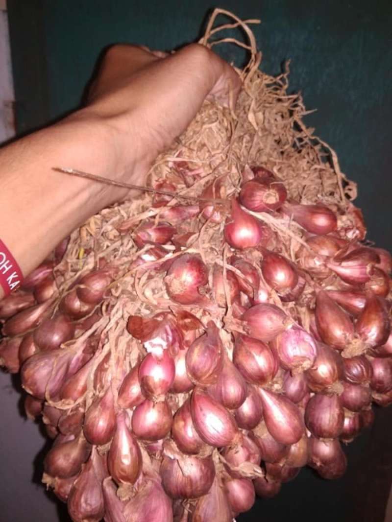  Bibit Bawang Merah Bima Brebes 