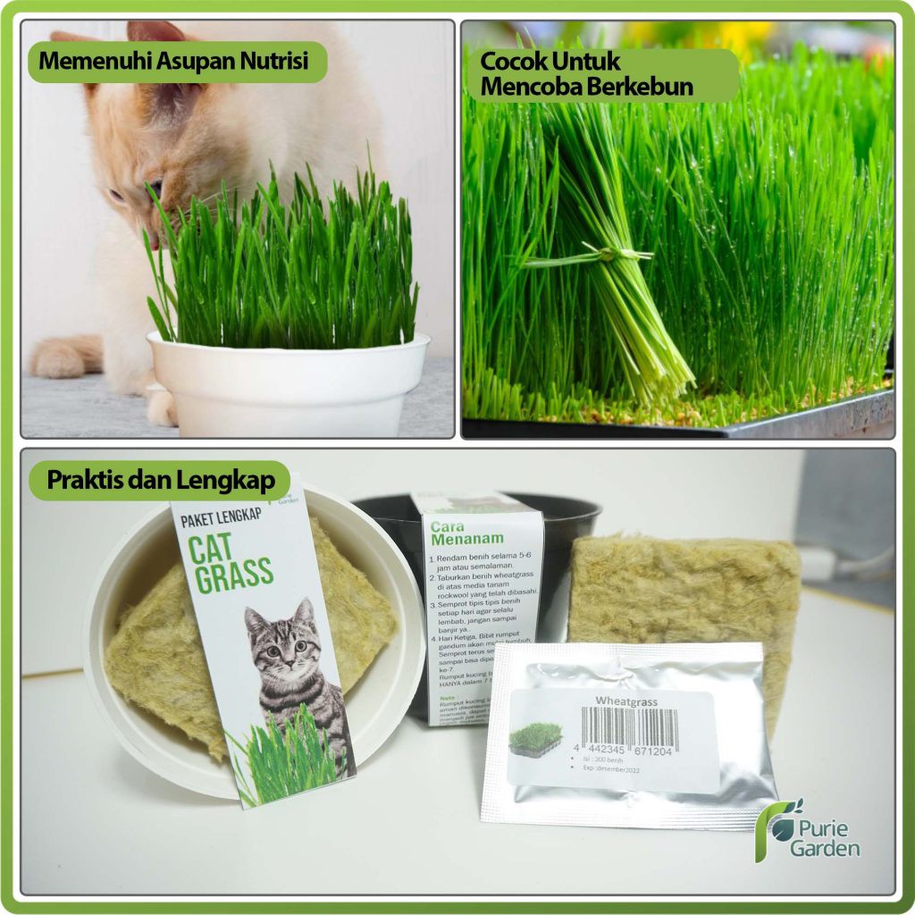 Purie Garden Paket Lengkap Rumput Kucing 5