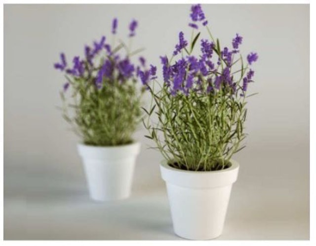 Bibit Bunga Lavender