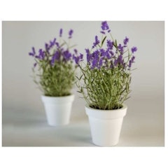 Bibit Bunga Lavender
